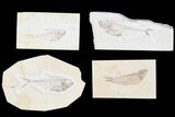 Lot: Cheap, to Green River Fossil Fish - Pieces #81227-3